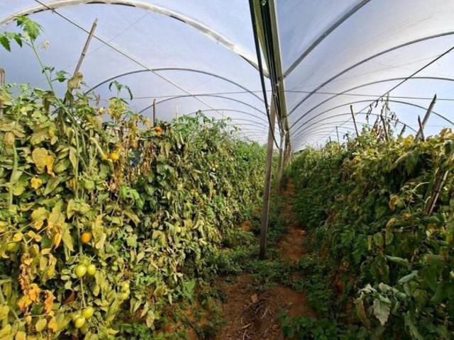 Sítio e chácara venda em Região Imediata de Amparo, Serra Negra