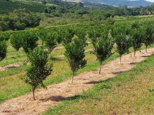 Sítio e chácara venda em Região Geográfica Imediata de Três Corações, Campanha