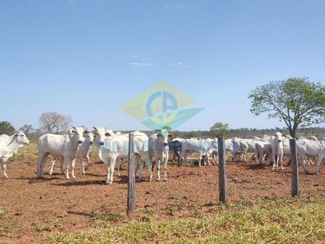 Sítio e chácara venda em Região Geográfica Imediata de Campo Grande, Rochedo