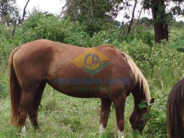 Sítio e chácara venda em Região Geográfica Imediata de Campo Grande, São Gabriel do Oeste