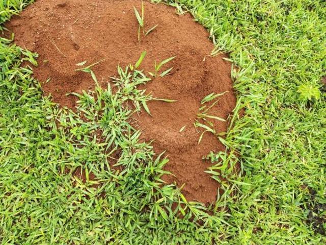 Sítio e chácara venda em Região Imediata de Ribeirão Preto, Região Metropolitana de Ribeirão Preto
