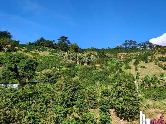Sítio e chácara venda em Região Geográfica Imediata de Manhuaçu, Alto Jequitibá