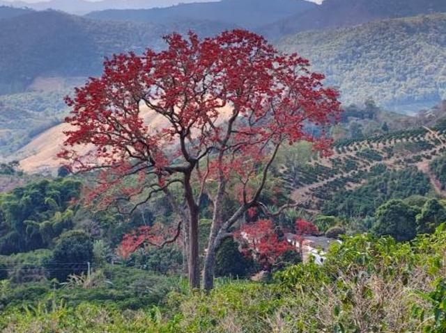 Sítio e chácara venda em Região Geográfica Imediata de Manhuaçu, Alto Jequitibá