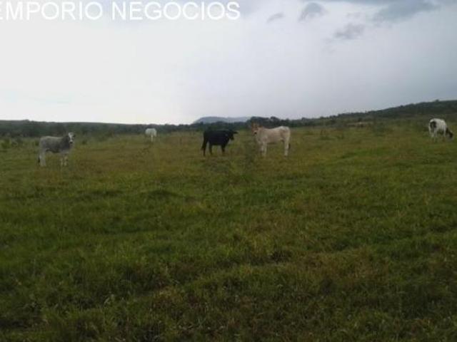 Sítio e chácara venda em Monte Santo de Minas, Região Geográfica Intermediária de Varginha