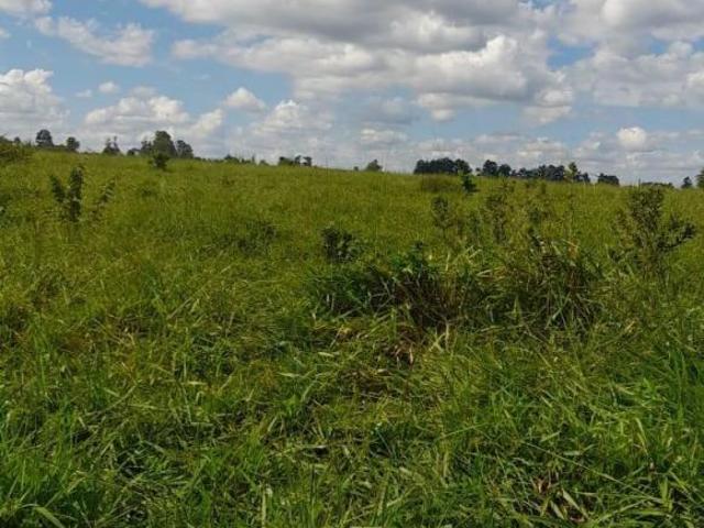 Sítio e chácara venda em Região Imediata de São José do Rio Pardo-Mococa, Região Metropolitana de Ribeirão Preto