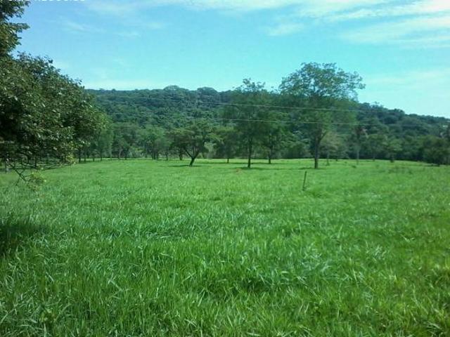 Sítio e chácara venda em Santo Antônio da Alegria, Região Geográfica Intermediária de Ribeirão Preto