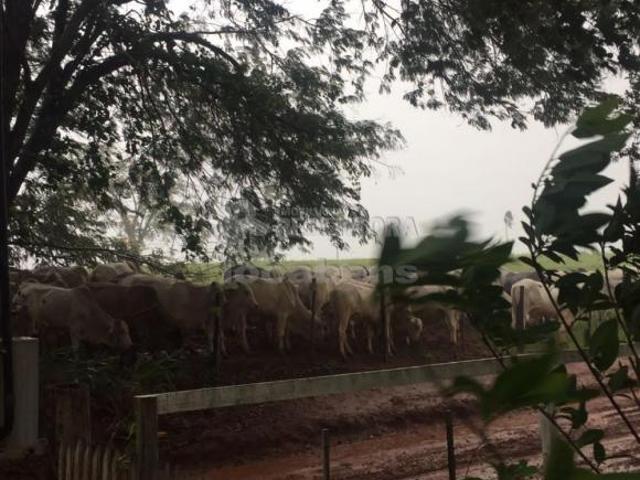 Sítio e chácara venda em Região Imediata de Santa Fé do Sul, Santa Clara d'Oeste