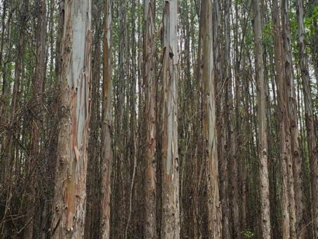 Sítio e chácara venda em Região Imediata de Cruzeiro, Região Metropolitana do Vale do Paraíba e Litoral Norte