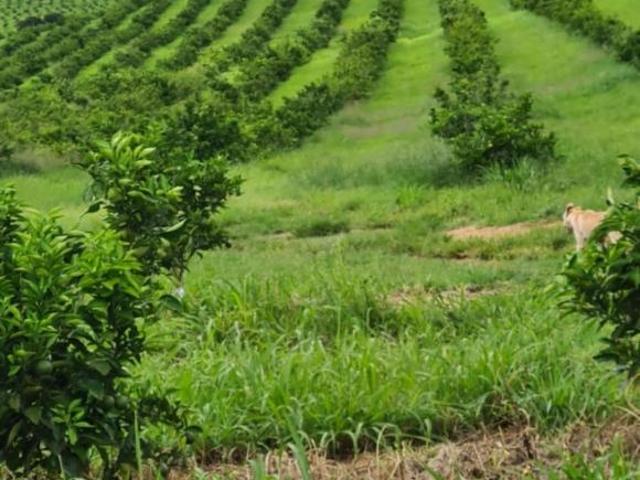 Sítio e chácara venda em Região Imediata de Marília, Marília
