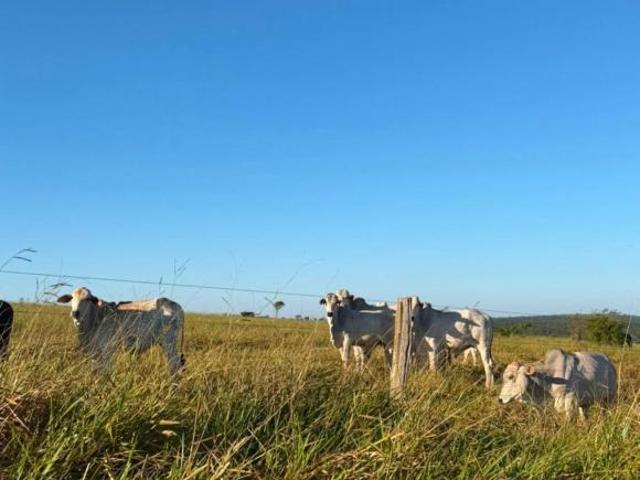 Sítio e chácara venda em Teodoro Sampaio