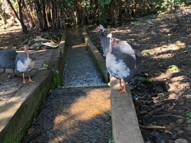 Sítio e chácara venda em São José da Bela Vista