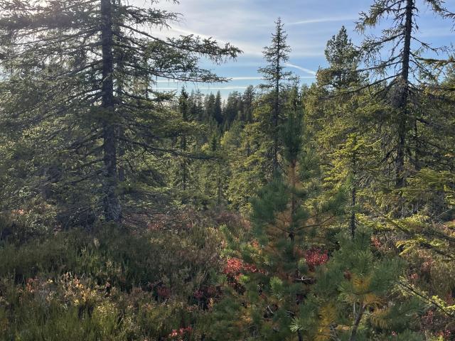 Gård till salu i Värmland