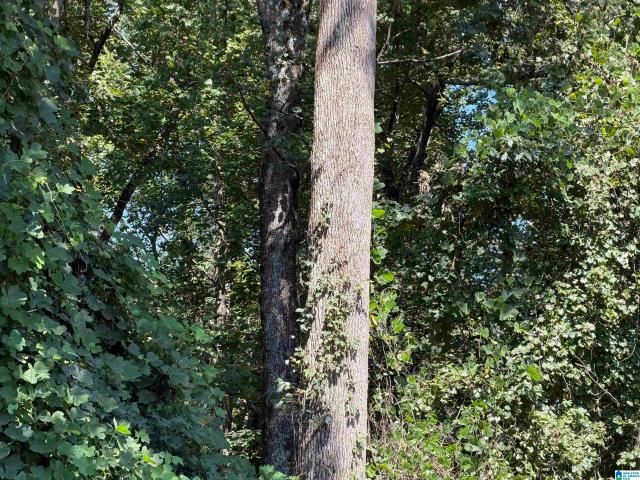 Land for sale in Alabama