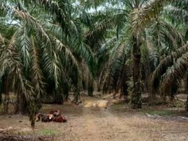 Shop for sale in Klan Halt, FELDA Sungai Behrang
