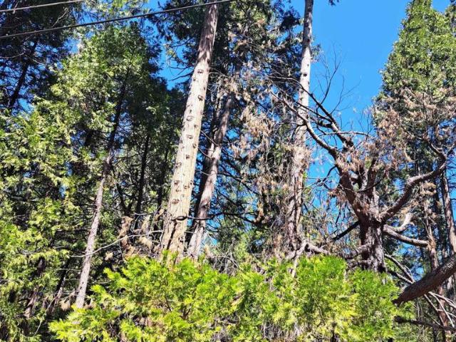 Land for sale in Pollock Pines, California