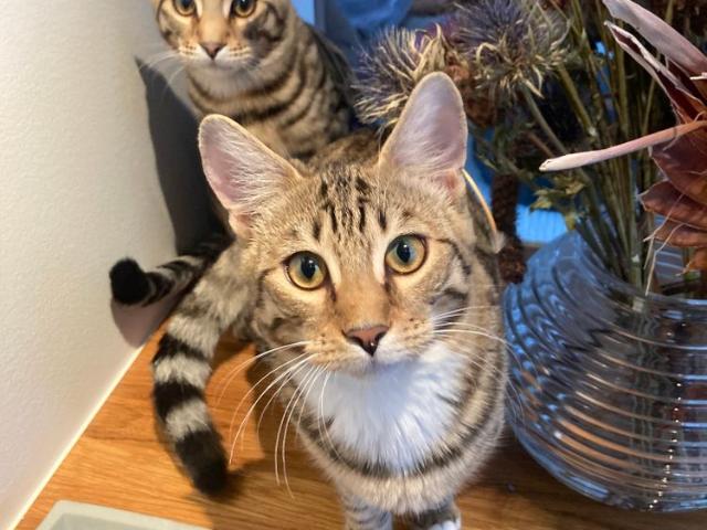 Hus hyra i Tyresö, Stockholm