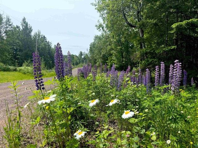 Land for sale in Tofte, Minnesota