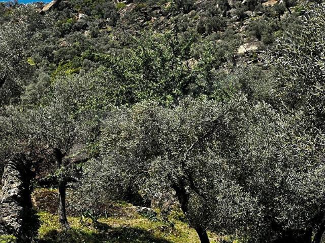 Milas, Muğla içerisinde satılık Arsa