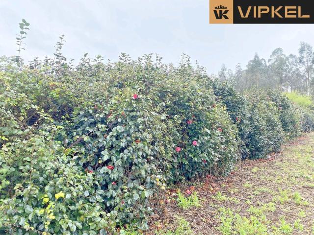 Terreno en venta en Leiro, Abegondo