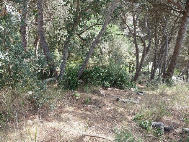 Terreno en venta en Font de Sant Llorenç, la Selva