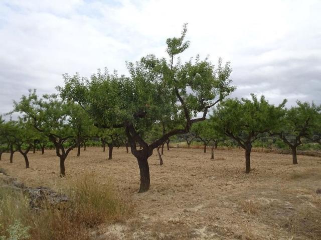 Terreno en venta en Gandesa