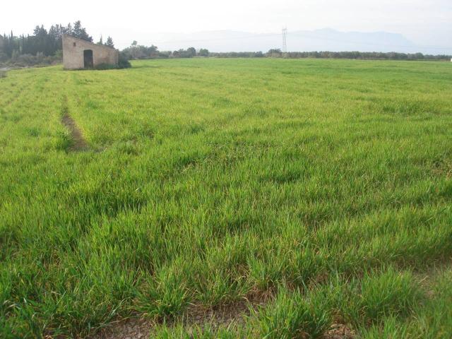 Terreno en venta en Montsià, Catalunya