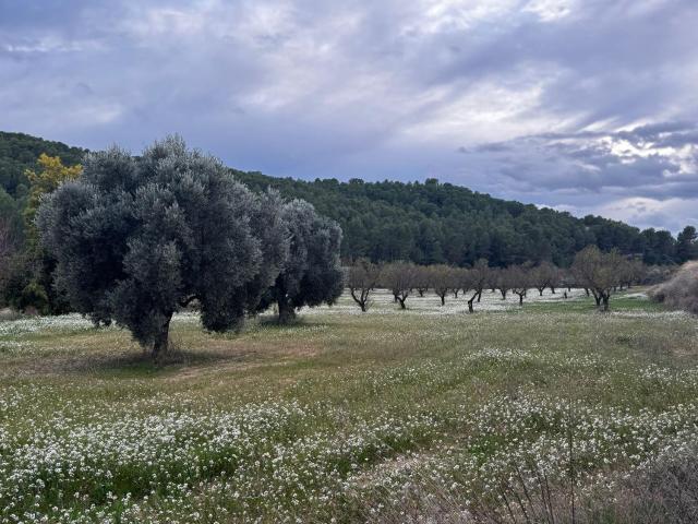 Terreno en venta en Matarraña / Matarranya, Mazaleón