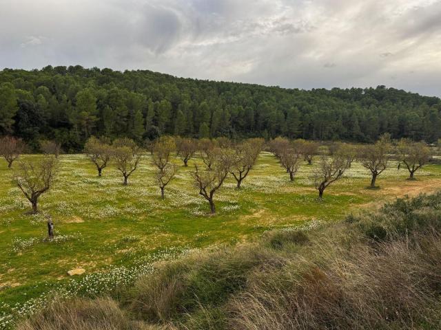 Terreno en venta en Matarraña / Matarranya, Mazaleón