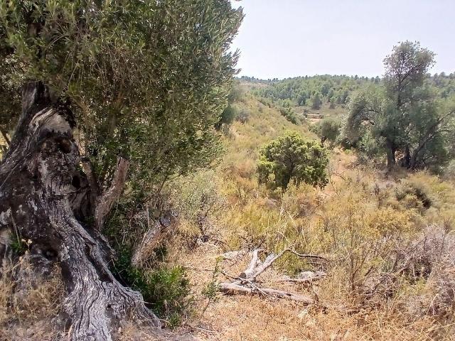 Terreno en venta en Las Calaveras, Torrevelilla / Torre de Vilella