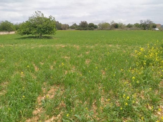 Terreno en venta en Santa Margalida, Pla de Mallorca