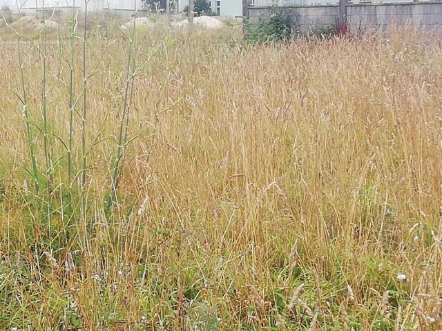 Terreno en venta en Nétoma, Bergantiños