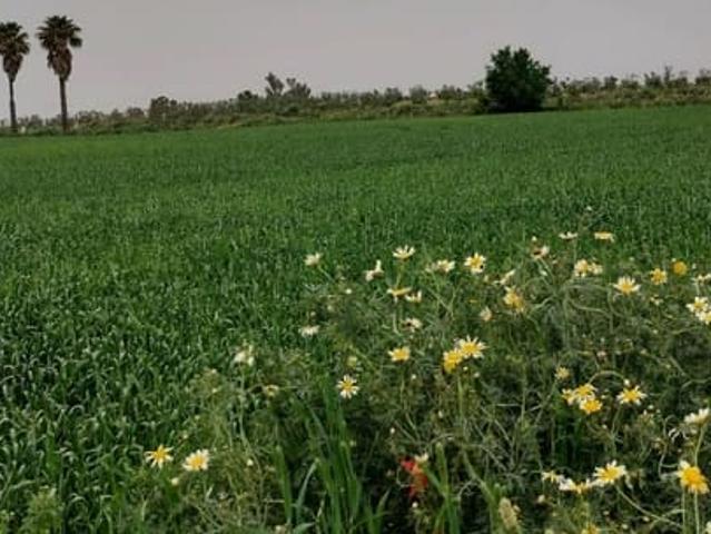 Terreno en venta en El Condado, Andalucía