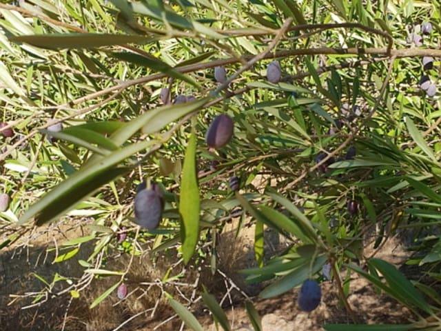 Terreno en venta en Sierra de Cádiz, Andalucía