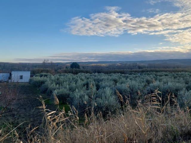 Terreno en venta en Cintruénigo, Navarra