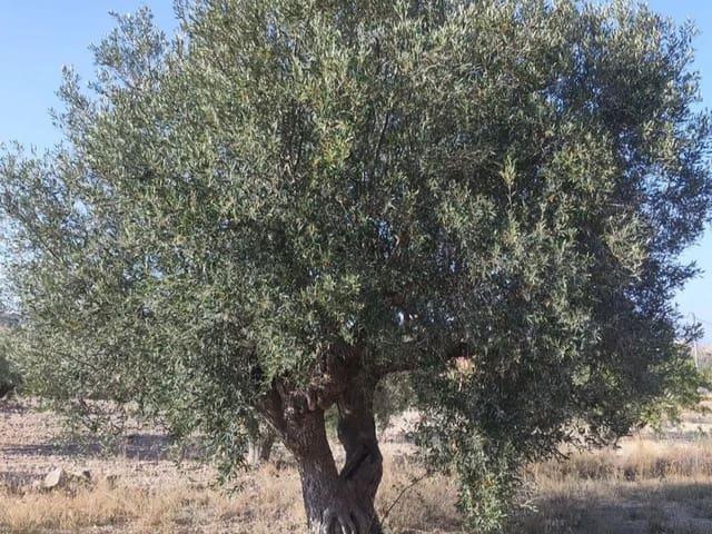 Terreno en venta en Cases de l'Ombria, el Vinalopó Mitjà / El Vinalopó Medio
