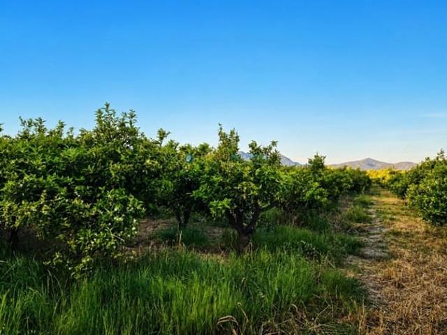 Terreno en venta en la Safor, Valencia