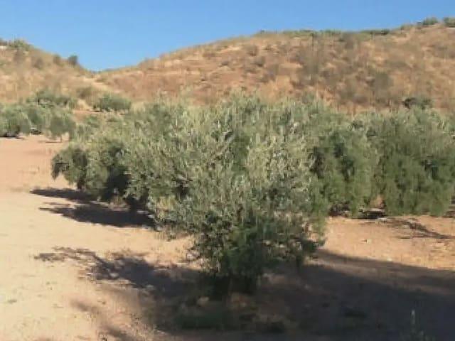Terreno en venta en Priego De Córdoba, Andalucía