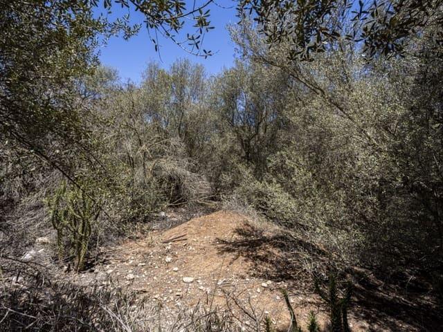Terreno en venta en sa Cabaneta, Raiguer