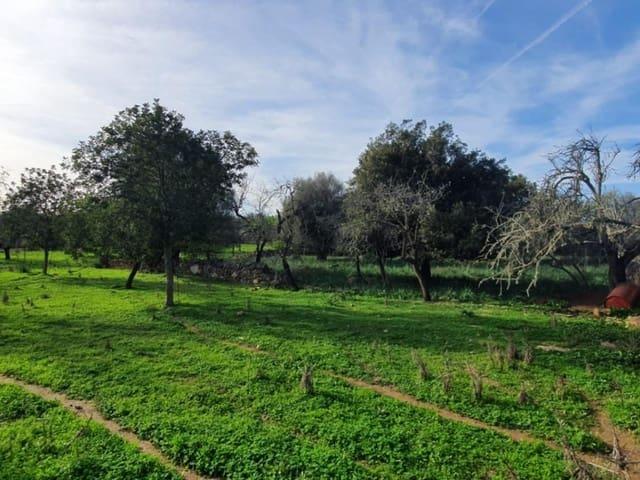 Terreno en venta en Santa Margalida
