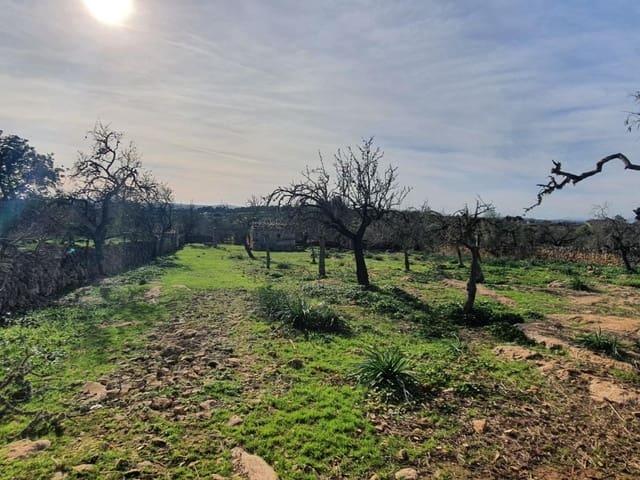 Terreno en venta en Santa Margalida