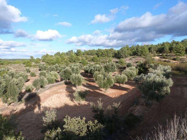 Terreno en venta en Valjunquera / Valljunquera, Matarraña / Matarranya
