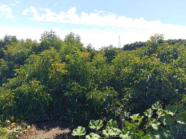 Terreno en venta en Capuchinos, Vélez-Málaga