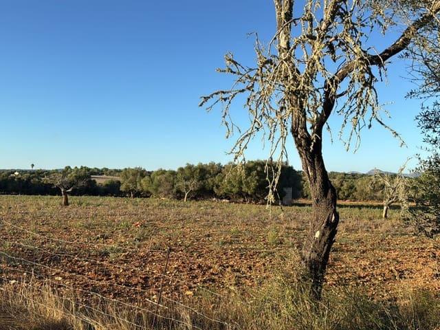 Terreno en venta en Pla de Mallorca, Baleares
