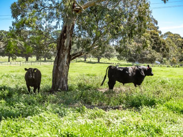 Property for sale in Lower Inman Valley, South Australia