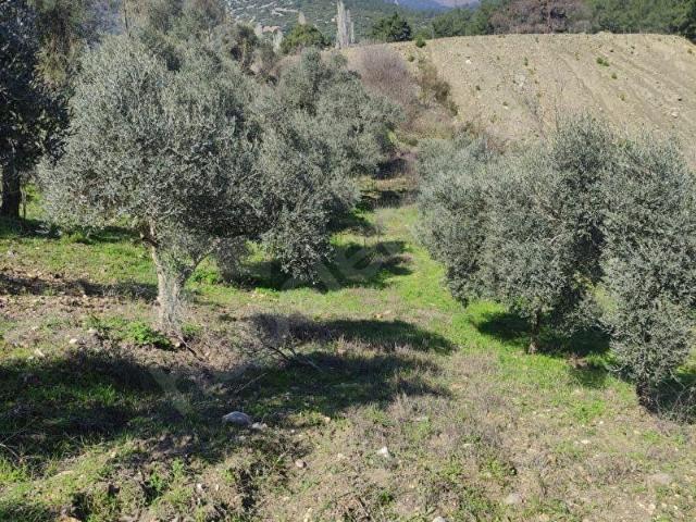 Selçuk, İzmir içerisinde satılık Arsa