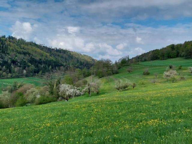 Grundstück kaufen in Liesberg, Basel-Landschaft