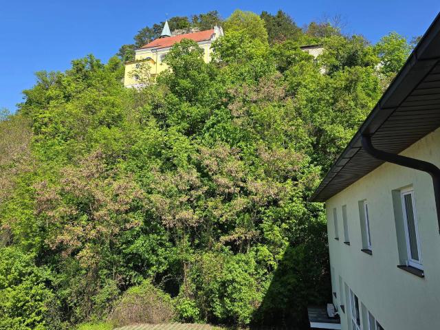 Apartment mieten in Pitten, Niederösterreich