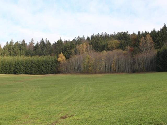 Grundstück kaufen in St. Oswald bei Haslach, Oberösterreich
