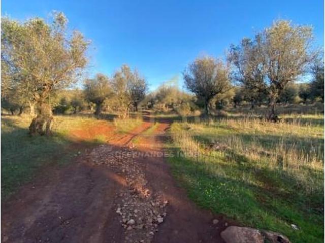 Terreno venda em Sousel, Portalegre