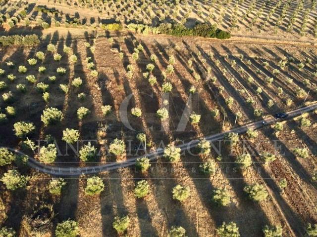 Terreno venda em Casa Branca, Sousel